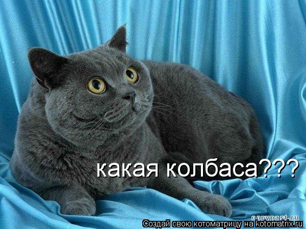 какая колбаса???... Котоматрица: какая колбаса???