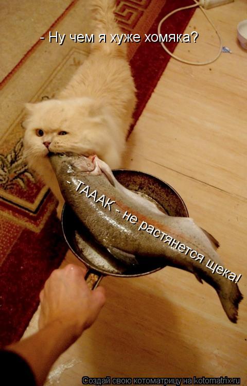 - Ну чем я хуже хомяка? - ТАААК - не растянется щека!... Котоматрица: - Ну чем я хуже хомяка? - ТАААК - не растянется щека!