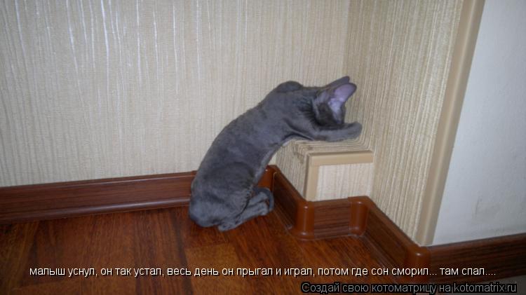 малыш уснул, он так устал, весь день он прыгал и играл, потом где сон сморил... там спал....... Котоматрица: малыш уснул, он так устал, весь день он прыгал и играл, потом где сон сморил... там спал....