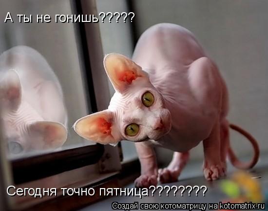 А ты не гонишь????? Сегодня точно пятница????????... Котоматрица: А ты не гонишь????? Сегодня точно пятница????????