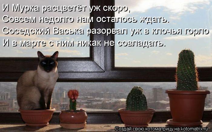 И Мурка расцветёт уж скоро, Совсем недолго нам осталось ждать. Соседский Васька разорвал уж в клочья ... Котоматрица: И Мурка расцветёт уж скоро, Совсем недолго нам осталось ждать. Соседский Васька разорвал уж в клочья горло И в марте с ним никак не совладат
