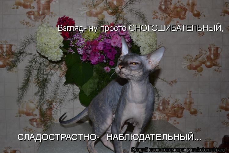 Взгляд- ну просто СНОГСШИБАТЕЛЬНЫЙ, СЛАДОСТРАСТНО- НАБЛЮДАТЕЛЬНЫЙ...... Котоматрица: Взгляд- ну просто СНОГСШИБАТЕЛЬНЫЙ, СЛАДОСТРАСТНО- НАБЛЮДАТЕЛЬНЫЙ...