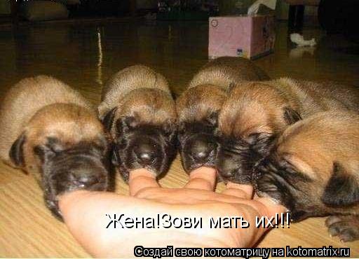 Жена!Зови мать их!!!... Котоматрица: Жена!Зови мать их!!!