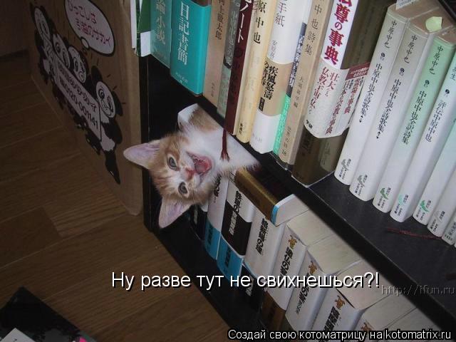 Ну разве тут не свихнешься?!... Котоматрица: Ну разве тут не свихнешься?!