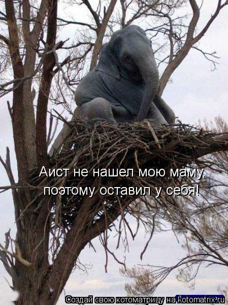Аист не нашел мою маму, поэтому оставил у себя!... Котоматрица: Аист не нашел мою маму, поэтому оставил у себя!