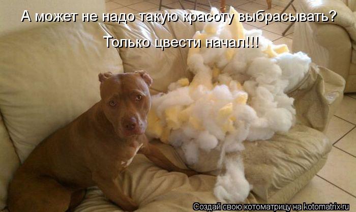А может не надо такую красоту выбрасывать? Только цвести начал!!!... Котоматрица: А может не надо такую красоту выбрасывать? Только цвести начал!!!