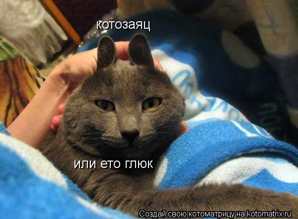 котозаяц или ето глюк... Котоматрица: котозаяц или ето глюк