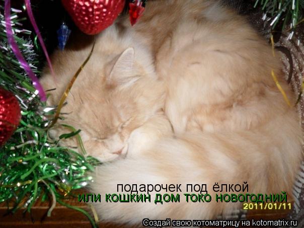 подарочек под ёлкой или кошкин дом токо новогодний... Котоматрица: подарочек под ёлкой или кошкин дом токо новогодний