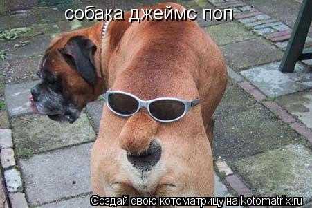 собака джеймс поп... Котоматрица: собака джеймс поп