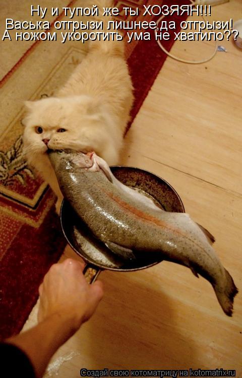 Ну и тупой же ты ХОЗЯЯН!!! Васька отгрызи лишнее,да отгрызи! А ножом укоротить ума не хватило??... Котоматрица: Ну и тупой же ты ХОЗЯЯН!!! Васька отгрызи лишнее,да отгрызи! А ножом укоротить ума не хватило??