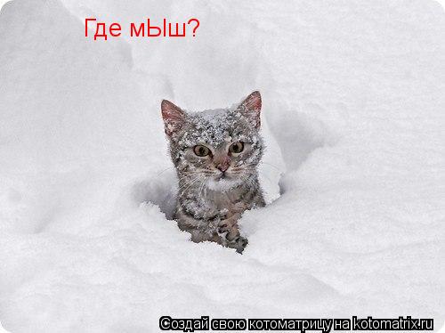 Где мЫш?... Котоматрица: Где мЫш?