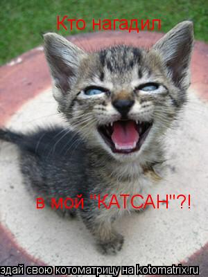 Кто нагадил в мой "КАТСАН"?!... Котоматрица: Кто нагадил в мой "КАТСАН"?!