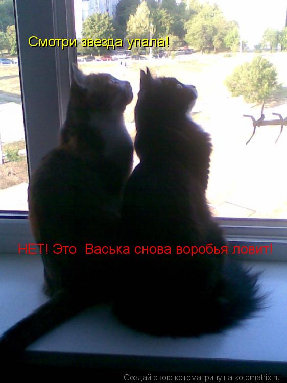 Смотри звезда упала! НЕТ! Это Васька снова воробья ловит!... Котоматрица: Смотри звезда упала! НЕТ! Это Васька снова воробья ловит!