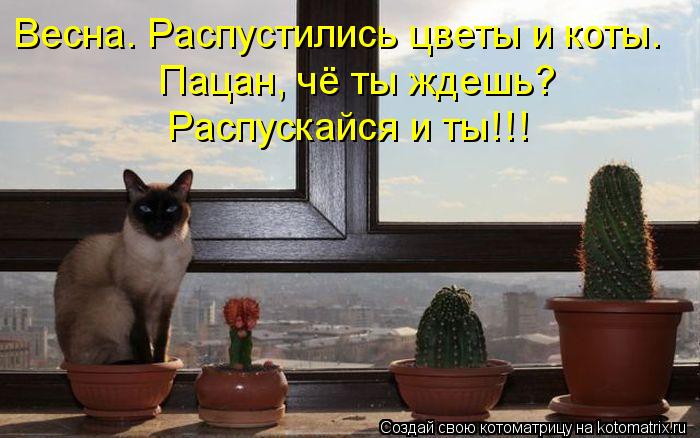 Весна. Распустились цветы и коты. Пацан, чё ты ждешь? Распускайся и ты!!!... Котоматрица: Весна. Распустились цветы и коты. Пацан, чё ты ждешь? Распускайся и ты!!!