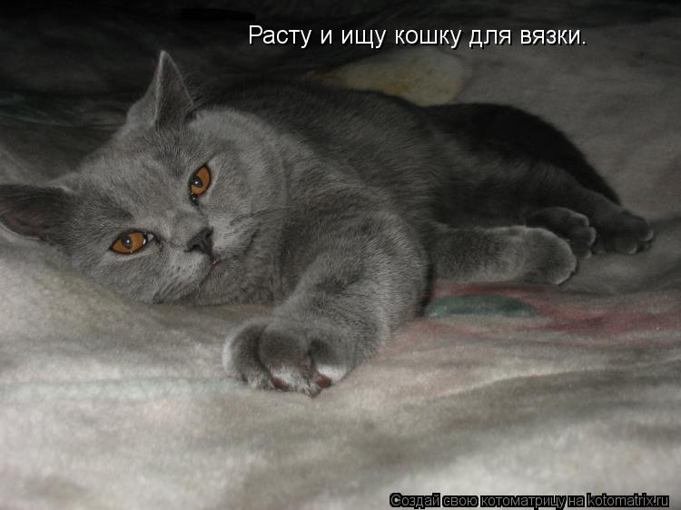 Расту и ищу кошку для вязки.... Котоматрица: Расту и ищу кошку для вязки.