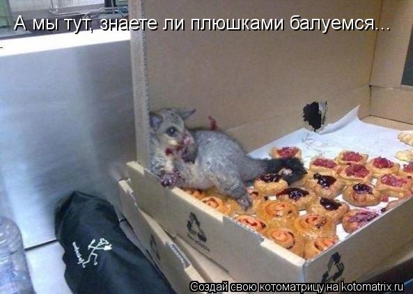 А мы тут, знаете ли плюшками балуемся...... Котоматрица: А мы тут, знаете ли плюшками балуемся...