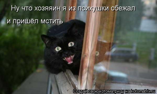 Ну что хозяяин я из психушки сбежал и пришёл мстить... Котоматрица: Ну что хозяяин я из психушки сбежал и пришёл мстить