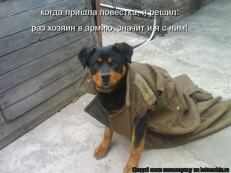 когда пришла повестка, я решил: раз хозяин в армию, значит и я с ним!... Котоматрица: когда пришла повестка, я решил: раз хозяин в армию, значит и я с ним!
