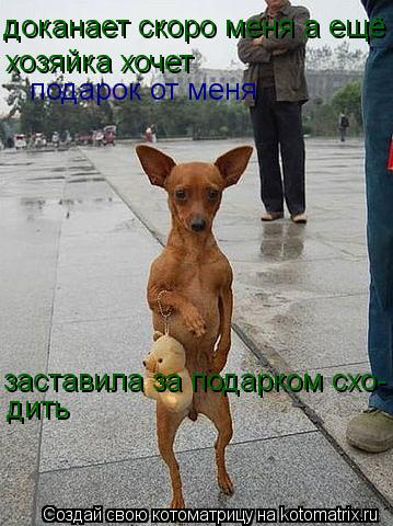 заставила за подарком схо- дить доканает скоро меня а ещё хозяйка хочет подарок от меня... Котоматрица: заставила за подарком схо- дить доканает скоро меня а ещё хозяйка хочет подарок от меня