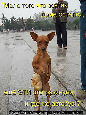 "Мало того что зонтик дома остался, ещё ЭТИ рты разинули, и где же автобус!?"... Котоматрица: "Мало того что зонтик дома остался, ещё ЭТИ рты разинули, и где же автобус!?"