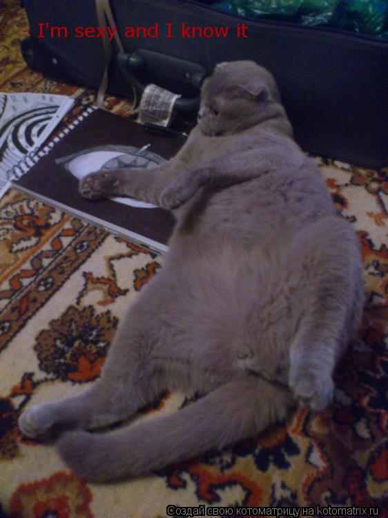 - I'm sexy and I know it... Котоматрица: - I'm sexy and I know it