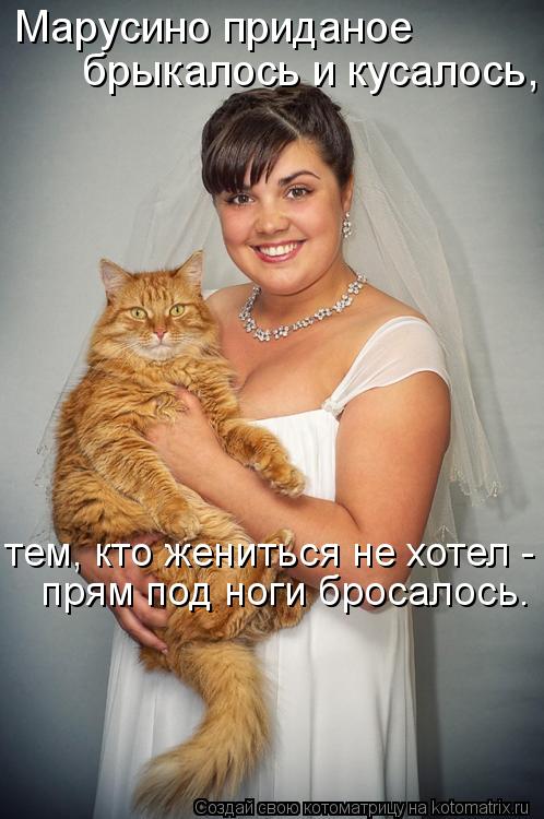 Марусино приданое брыкалось и кусалось, тем, кто жениться не хотел - прям под ноги бросалось.... Котоматрица: Марусино приданое брыкалось и кусалось, тем, кто жениться не хотел - прям под ноги бросалось.
