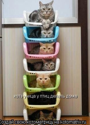 котэ учица у птиц делать дома... Котоматрица: котэ учица у птиц делать дома