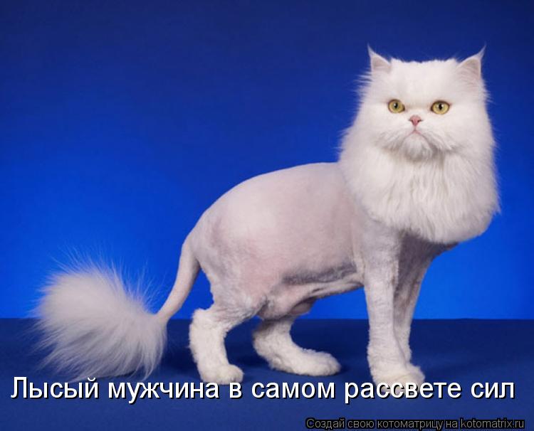 Лысый мужчина в самом рассвете сил... Котоматрица: Лысый мужчина в самом рассвете сил