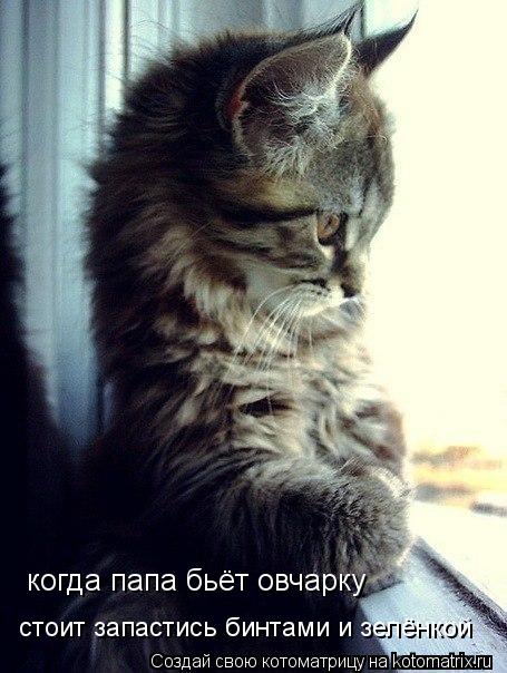 стоит запастись бинтами и зелёнкой когда папа бьёт овчарку... Котоматрица: стоит запастись бинтами и зелёнкой когда папа бьёт овчарку