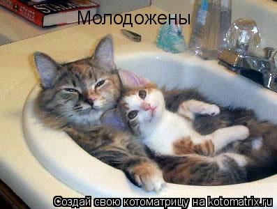 Молодожены... Котоматрица: Молодожены