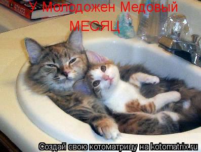 У Молодожен Медовый МЕСЯЦ... Котоматрица: У Молодожен Медовый МЕСЯЦ