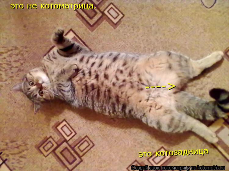 это не котоматрица. ----> это котозадница... Котоматрица: это не котоматрица. ----> это котозадница