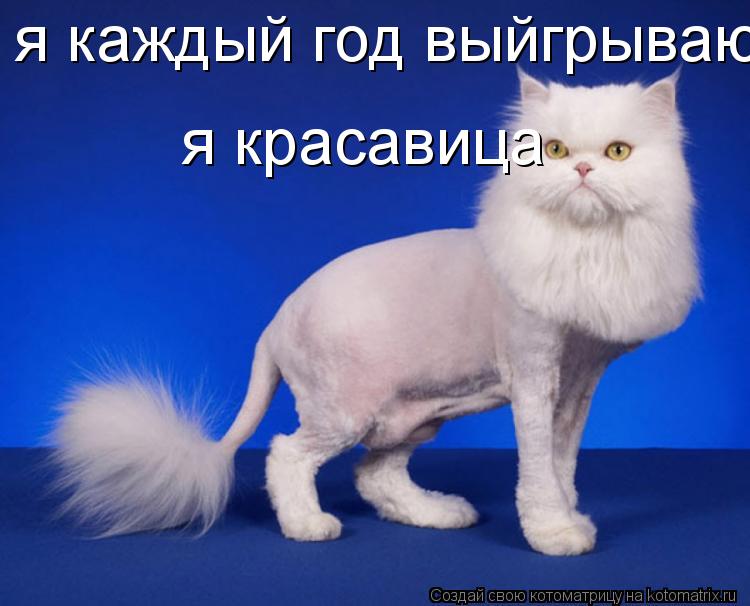 я каждый год выйгрываю... я красавица... Котоматрица: я каждый год выйгрываю... я красавица