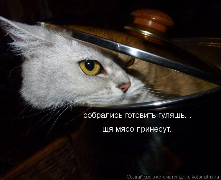 собрались готовить гуляшь... щя мясо принесут.... Котоматрица: собрались готовить гуляшь... щя мясо принесут.