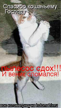 Cпасибо кошачьему Господу - пылесос сдох!!! И веник сломался!... Котоматрица: Cпасибо кошачьему Господу - пылесос сдох!!! И веник сломался!