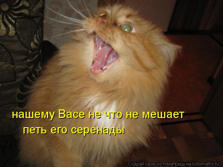 нашему Васе не что не мешает петь его серенады... Котоматрица: нашему Васе не что не мешает петь его серенады