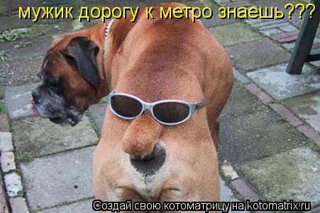 мужик дорогу к метро знаешь???... Котоматрица: мужик дорогу к метро знаешь???