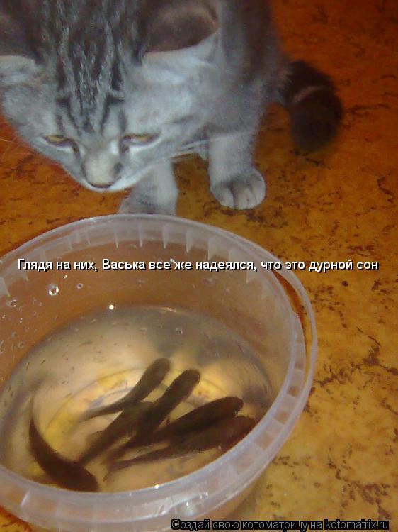 Глядя на них, Васька все же надеялся, что это дурной сон... Котоматрица: Глядя на них, Васька все же надеялся, что это дурной сон
