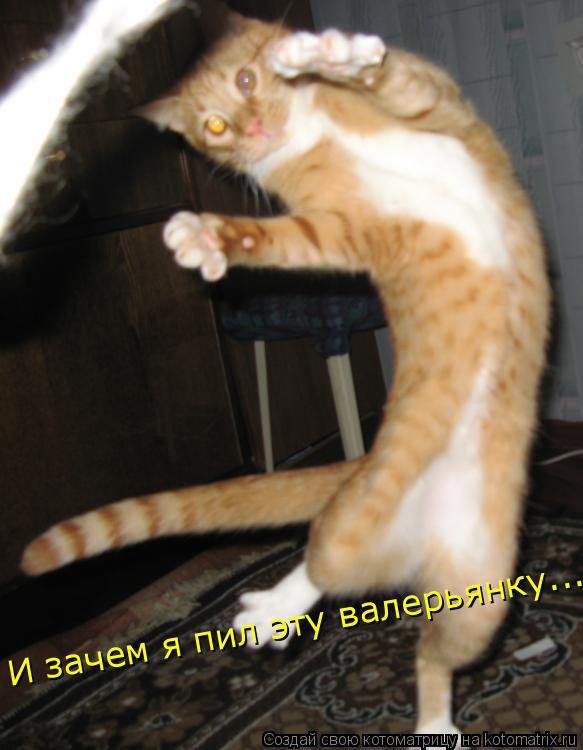 И зачем я пил эту валерьянку...... Котоматрица: И зачем я пил эту валерьянку...