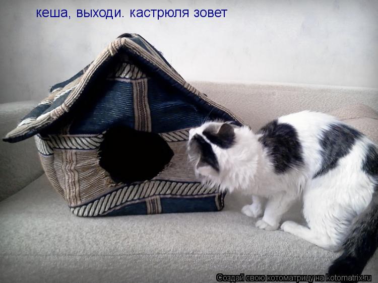 кеша, выходи. кастрюля зовет... Котоматрица: кеша, выходи. кастрюля зовет