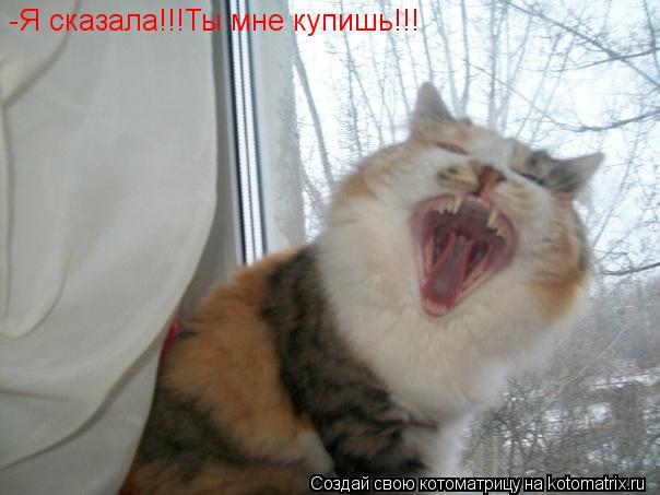 -Я сказала!!!Ты мне купишь!!!... Котоматрица: -Я сказала!!!Ты мне купишь!!!