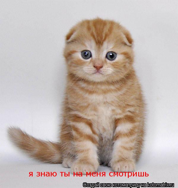 я знаю ты на меня смотришь... Котоматрица: я знаю ты на меня смотришь