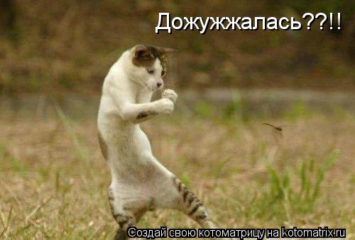 Дожужжалась??!!... Котоматрица: Дожужжалась??!!