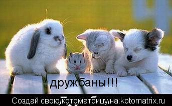 дружбаны!!!... Котоматрица: дружбаны!!!