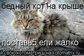 бедный кот на крыше поставь5 ели жалко... Котоматрица: бедный кот на крыше поставь5 ели жалко