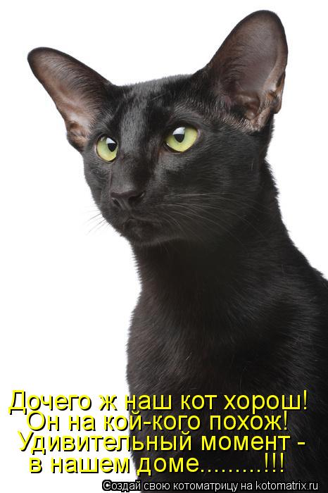 в нашем доме.........!!! Удивительный момент - Он на кой-кого похож! Дочего ж наш кот хорош!... Котоматрица: в нашем доме.........!!! Удивительный момент - Он на кой-кого похож! Дочего ж наш кот хорош!