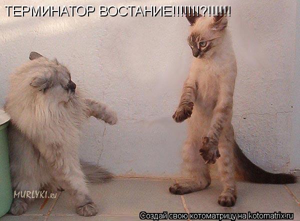 ТЕРМИНАТОР ВОСТАНИЕ!!!!!!!?!!!!!!... Котоматрица: ТЕРМИНАТОР ВОСТАНИЕ!!!!!!!?!!!!!!