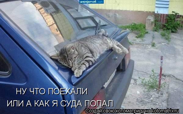 НУ ЧТО ПОЕХАЛИ ИЛИ А КАК Я СУДА ПОПАЛ... Котоматрица: НУ ЧТО ПОЕХАЛИ ИЛИ А КАК Я СУДА ПОПАЛ