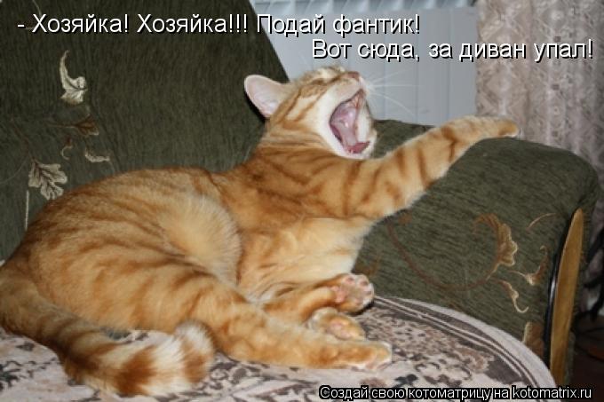- Хозяйка! Хозяйка!!! Подай фантик! Вот сюда, за диван упал!... Котоматрица: - Хозяйка! Хозяйка!!! Подай фантик! Вот сюда, за диван упал!