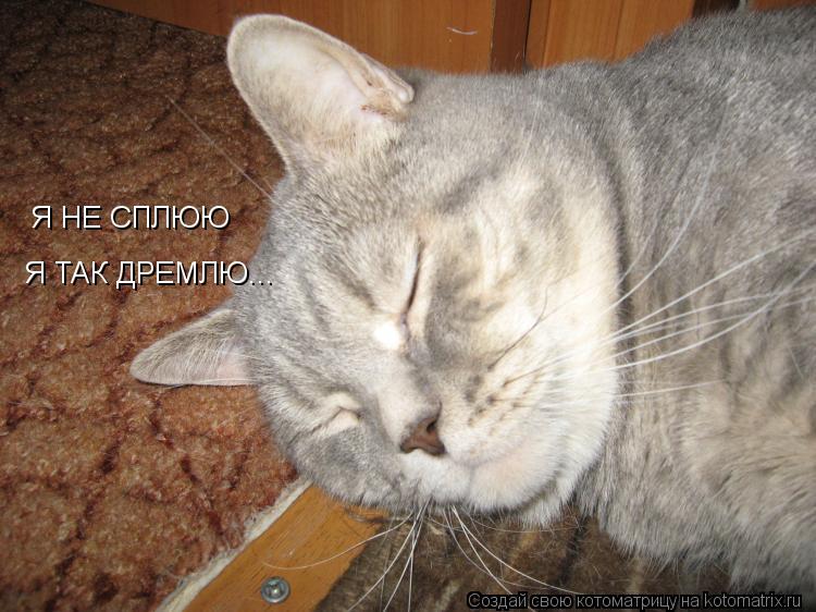 Я НЕ СПЛЮЮ Я ТАК ДРЕМЛЮ...... Котоматрица: Я НЕ СПЛЮЮ Я ТАК ДРЕМЛЮ...